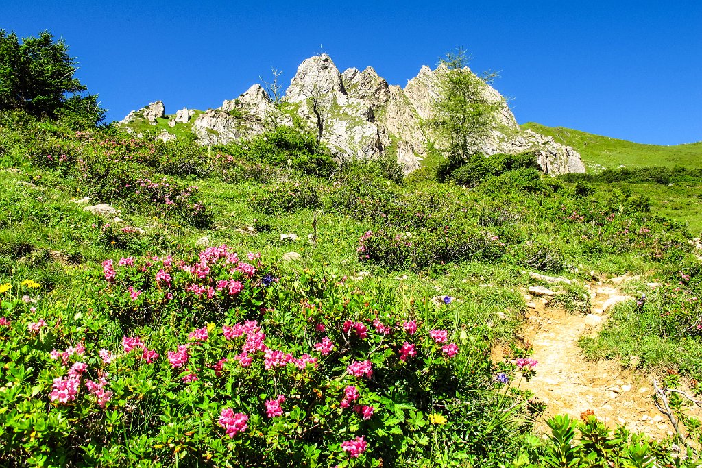 42 auch der Almrausch blueht hier noch.jpg